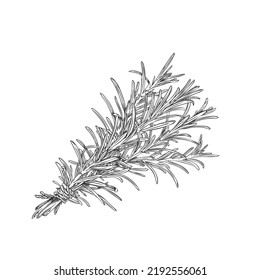 Bunch of rosemary herb hand drawn sketch or engraving freehand style, vector illustration isolated on white background. Rosemary aromatic culinary plant.