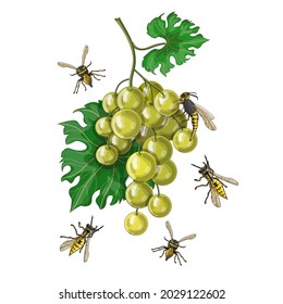 A bunch of round white grapes with flying wasps around it, drawn in a cartoon style. Stock vector illustration isolated on a white background.