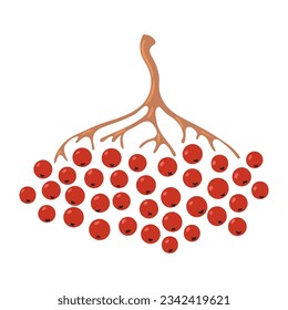 Bunch of rowan berries hand drawn illustration. Cartoon style flat design, isolated vector. Kids autumn, fall print, seasonal plant element, woodland, park, outdoors, nature