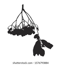 bunch of rowan berries on a branch with leaves silhouette isolated