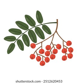 bunch of rowan with green leaves - vector illustration