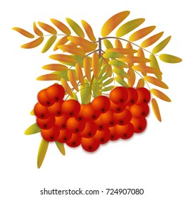 Bunch of rowan on white background. Vector illustration.