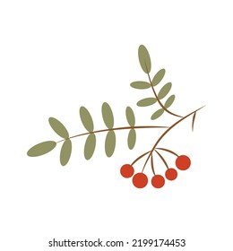 A bunch of rowan trees on a branch with leaves. vector illustration