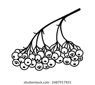 Bunch of rowan, vector icon. Ripe autumn berries on a branch, wild or garden plant. Hand drawn black and white sketch, botanical doodle. Fruit tree twig, natural organic rowanberry. Simple drawing