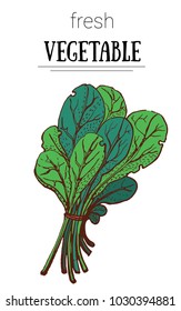 bunch of salad vector illustration on white background, hand drawing, sketch, color