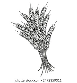 Bunch spikelets monochrome detailed logotype with plants collected in autumn wheat field for home interior decoration vector illustration