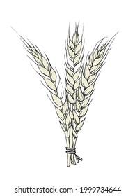 A bunch of spikelets of wheat. Stock vector illustration.