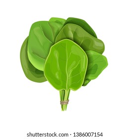 Bunch of Spinach fresh juicy raw leaves close up isolated on white. Healthy diet, vegetarian food, Sheaf