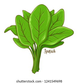 Bunch of spinach fresh natural vegetable, hand drawn vector illustration isolated