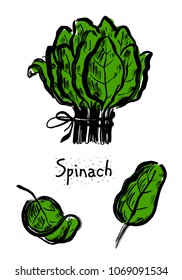 Bunch of spinach leaves color vector illustration