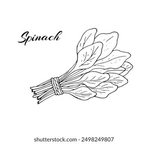  A bunch of spinach leaves for salad. For menu, recipe, and market poster design.  Hand-drawn botanical illustration, isolated on white. healthy food concept. 