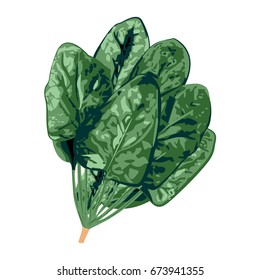 Bunch of spinach on a white background vector illustration