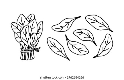 Bunch of spinach and single leaves, doodle icons set. Hand drawn black illustration for food packaging design. Contour isolated vector pictogram on white background
