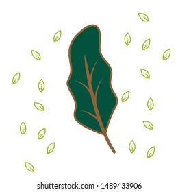 Bunch of spinach with two isolated leaves