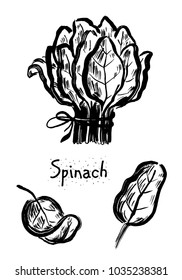 bunch of spinach vector illustration. leaves of spinach. spinach isolated.