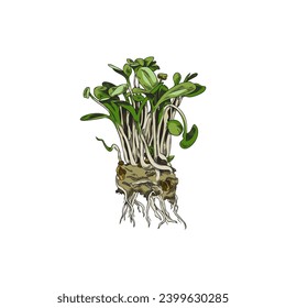 Bunch of sprouted radish seeds for microgreens seeding concept, hand drawn vector illustration isolated on white background. Harvest of salad radish greens.