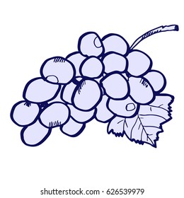 Bunch of sweet grapes with leaf. Hand drawn isolated contour sketch for menu, cafe, restaurant, shops, advertising, banners, prints, posters, design, textile, fabric, wrapping paper, manufacturing.