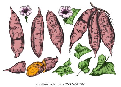 Bunch of sweet potato, flowers and leaves hand drawn illustration vector set. Ripe yam whole and slice, farm vegetable batatas isolated. Agriculture tuber plant, natural healthy organic food sketch