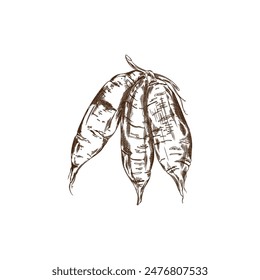 Bunch of sweet potato vector engraved sketch. Hand drawn illustration of ripe yam, farm vegetable batatas isolated. Agriculture tuber plant, natural healthy organic food ink style