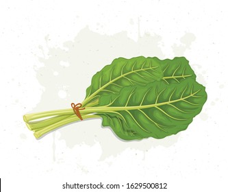 Bunch of Swiss Chard green leafy vegetable vector illustration