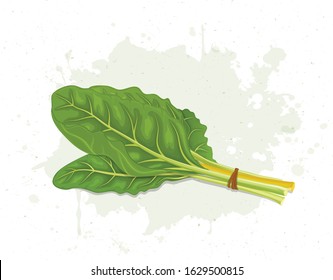 A bunch of Swiss Chard leaves vector illustration    