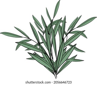 bunch of tarragon on a white background. spice.