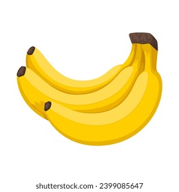 Bunch of three bananas. Vector illustration of tropical exotic fruits. White background.