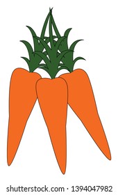 Bunch of three carrots which are bright in orange color vector color drawing or illustration