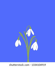 A bunch of three snowdrops flowers. White florals had drawn on blue bcakground. Spring simbol illustration