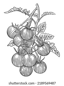 Montón de tomates grabados a mano