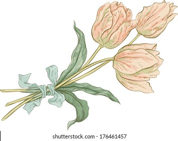 Conjunto de tulipanes aislados en fondo blanco