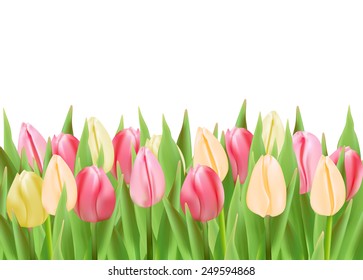 Bunch of tulips isolated on white background