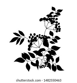 A bunch of twigs of elderberry. Silhouette. Vector illustration.