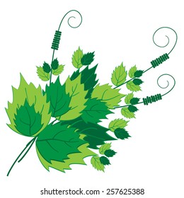  A bunch of twigs with green leaves on white background