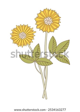 Bunch of two flowers with leaves. Bright bouquet of blooming perennial wild plants. Botanical hand-drawn elements for design projects. Vector illustration