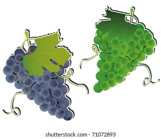 Bunch of vector grapes. Green and blue