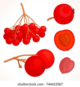 Bunch of viburnum vector. The whole berry of a guelder close-up, seed, a bunch. Detailed illustration.