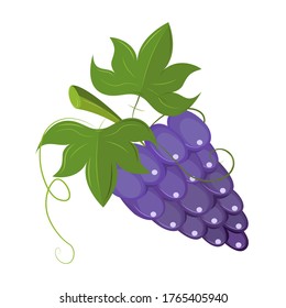 A bunch of violet grapes. Vector illustration of isolated fruit with shadows and highlights.