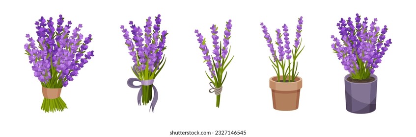 Bunch of Violet Lavender Twigs in Pot and Tied with Ribbon Vector Set