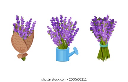 Bunch of Violet Lavender Twigs in Watering Can and Wrapped in Craft Paper Vector Set