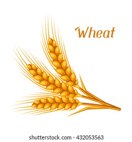 Bunch of wheat, barley or rye ears. Agricultural image for decoration bread packaging, beer labels, brochures and advertising booklets.