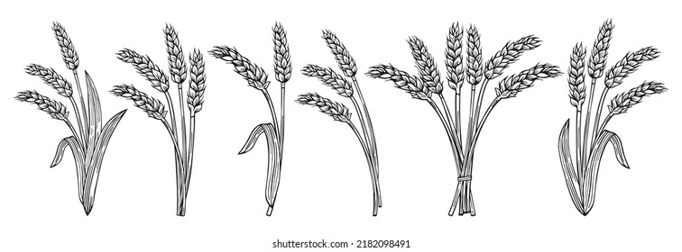 Bunch wheat ear sketch cartoon set. Cereals bundle ripe spike wheat collection. Agricultural symbol, flour production. Design farm elements, organic vegetarian bread or beer packaging label