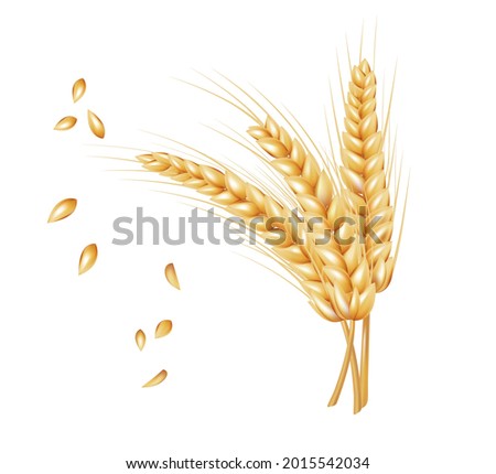 Bunch of wheat ears and dried grain in realistic style isolated on white background. Gold harvest sign. Vector illustration of rye.