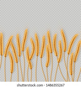 Bunch of wheat ears, dried whole grains seamless realistic illustration isolated on transparent background. Bakery object template. EPS 10