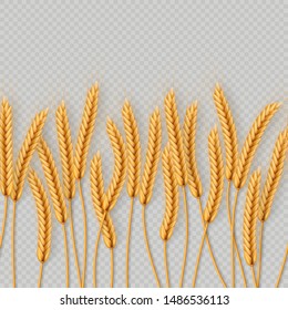 Bunch of wheat ears, dried whole grains seamless realistic illustration isolated on transparent background. Bakery object template. EPS 10