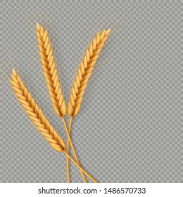 Bunch of wheat ears, dried whole grains realistic illustration frame isolated on transparent background. Bakery object template. Wheat ears wreath. EPS 10