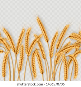 Bunch of wheat ears, dried whole grains seamless realistic illustration isolated on transparent background. Bakery object template. EPS 10