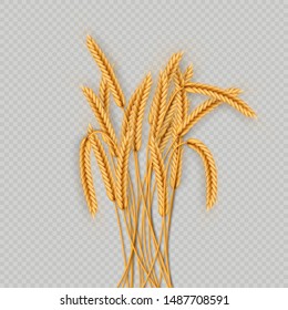 Bunch of wheat ears, dried whole grains realistic illustration frame isolated on transparent background. Bakery object template. Wheat ears wreath. EPS 10