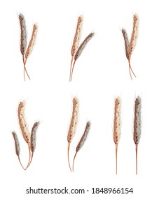 Bunch of wheat ears, dried whole grains. Whole stalks, organic vegetarian food packaging element.