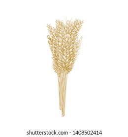 Bunch of wheat ears isolated on white background. Cultivated cereal plant, grain, crop. Harvest or yield. Natural decorative design element. Realistic monochrome vector illustration in vintage style.